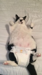 cat in diaper