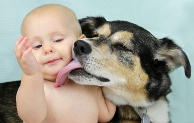 dog licking baby